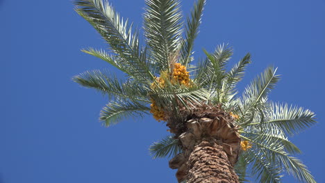 Kalifornien,-Das-Zu-Palmenfrüchten-Aufschaut