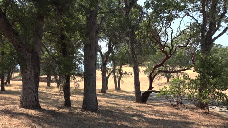 California-oak-and-pine-savanna