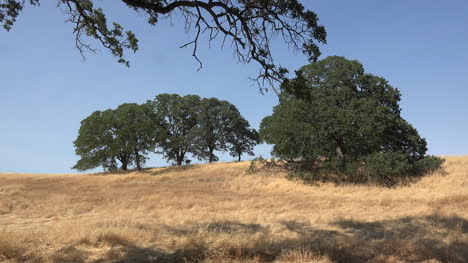 California-oaks-on-a-grassy-brown-hill