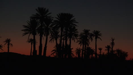 Kalifornien-Palmen-In-Der-Wüste-Vor-Sonnenaufgang-Zeitraffer