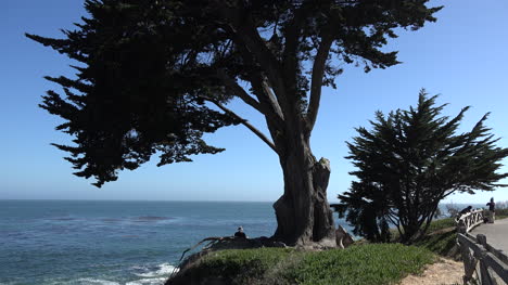 California-tree-on-cliff-by-sea-in-Santa-Cruz