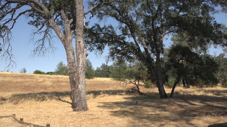 California-trees-in-summer-landscape