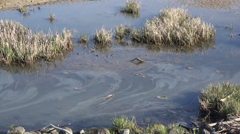 Germany-grass-and-oil-slick-on-water