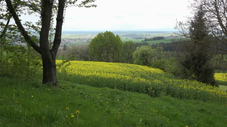 Germany-rapeseed-field-zoom-in