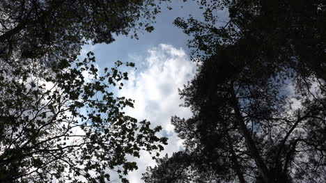 Deutschland-Bäume-Rahmenansicht-Der-Wolkenzeitraffer
