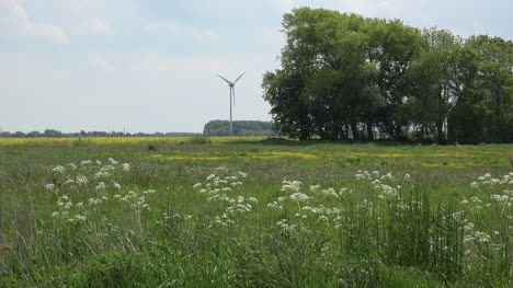 Deutschland-Unkraut-Mit-Windkraftanlage-Und-Baumhain