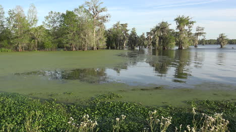 Pantano-De-Louisiana-Con-Cipreses-Y-Agua-En-Movimiento
