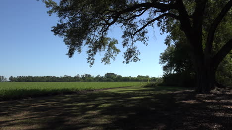 Louisiana-Thibodaux-live-oak-branch-and-cane-field