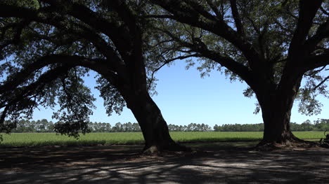 Louisiana-Thibodaux-two-live-oaks-and-cane-field