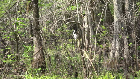 Louisiana-heron-in-the-swamp