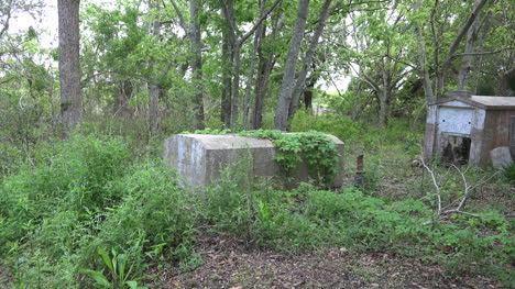 Louisiana-ivy-on-old-tomb