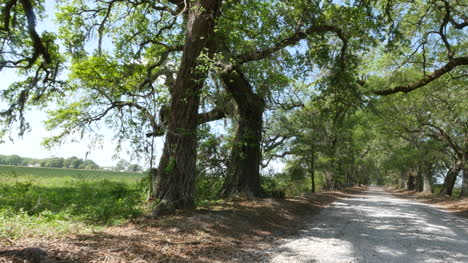Louisiana-oak-and-pine-alley-sun-to-shade-pan