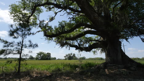 Louisiana-Eiche-Und-Blick-Auf-Das-Zuckerrohrfeld