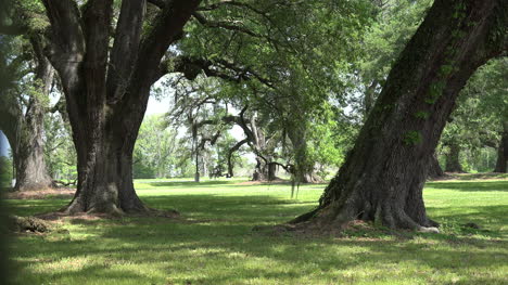 Louisiana-oaks-at-Belle-Helene