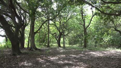 Louisiana-old-growth-woodland
