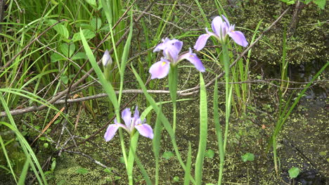 Louisiana-swamp-iris-zoom-out