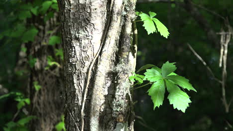 Louisiana-Zwei-Blätter-An-Einer-Rebe,-Die-Auf-Einen-Baum-Klettert