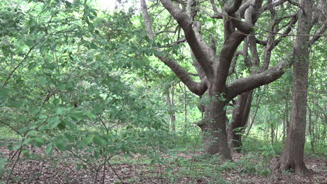 Louisiana-Waldblick-Mit-Alten-Bäumen-Pfannen-Rechts-Trees