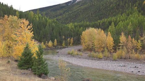 Montana-River-Und-Espenbäume