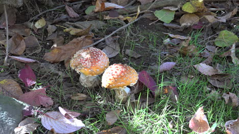 Mushroom-with-orange-top