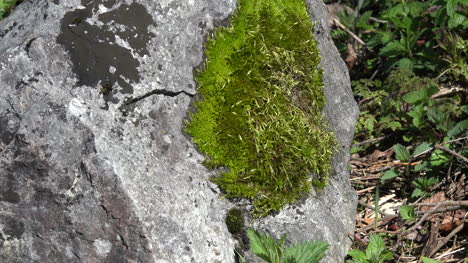 Nature-moss-and-lichen-on-rock