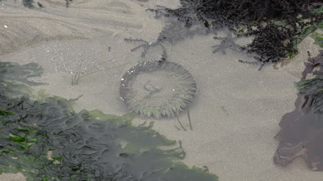 Nature-sand-and-anemone