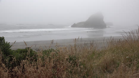 Oregon-blowing-grass-and-drifting-fog