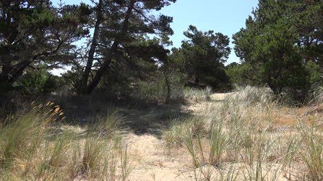Oregon-grass-and-pines-in-sand