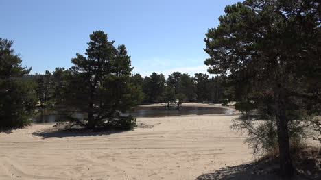 Oregon-lake-with-sand-and-pine-trees
