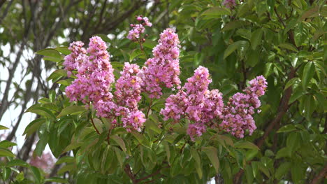Pink-flowers-on-a-tree