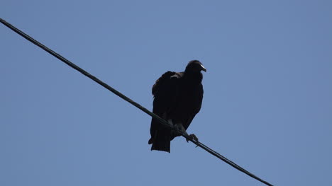 Texas-vulture-waits-on-wire