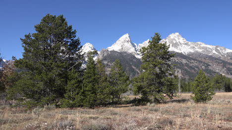Wyoming-Teton-Peak-Zoom-An-Bäumen-Vorbei