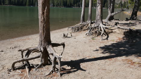 Wyoming-tree-roots-at-Jenny-Lake