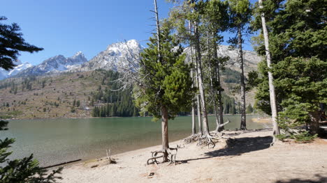 Wyoming-trees-on-shore-of-Jenny-Lake-in-the-Grand-Tetons
