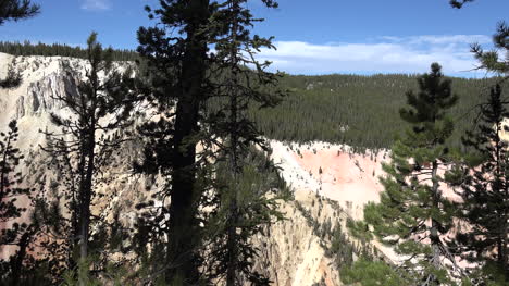 Yellowstone-lodgepole-pines-and-canyon-pan