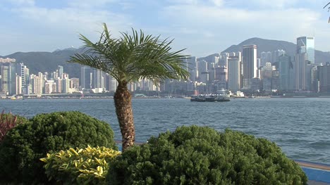 Victoria-Harbor-Hong-Kong-with-palm