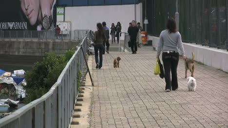 Hongkong-Spazieren-Hunde