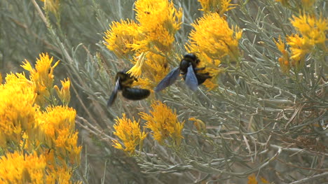 Arizona-bee-on-rabbit-bush
