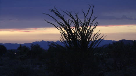 Arizona-Wüste-Nach-Sonnenuntergang-Mit-Ocotillo