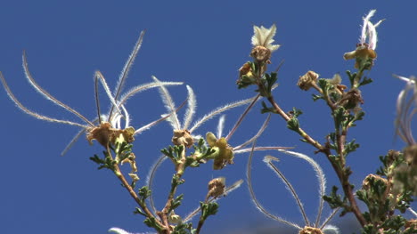 Arizona-Grand-Canyon-Pflanze-Von-Globescope-Plant