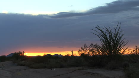 Arizona-ocotillo-sunset