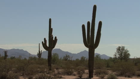Arizona-Saguaro-Mit-Hintergrundbeleuchtung