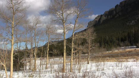 Colorado-winter-scene-with-trees