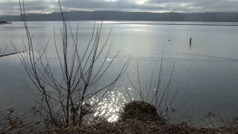 Enten-Auf-Silbersee-Mit-Reflektierter-Sonne