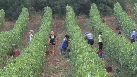 Grapes-being-harvested-near-Nemea