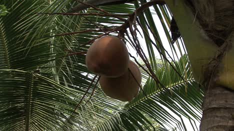 Mekong-coconut