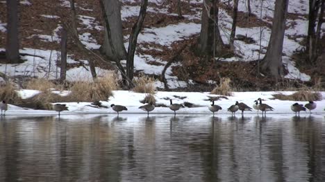 NY-pond-with-geese-in-the-snow