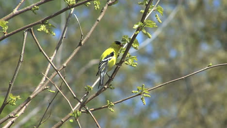 American-goldfinch-in-tree