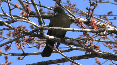 Female-Rusty-Blackbird