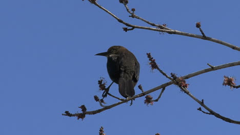 Rusty-Blackbird-on-branch